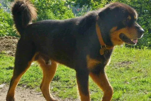 Is recognition enough to protect the Himalayan Gaddi Dog?
