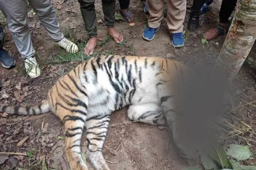 tiger 