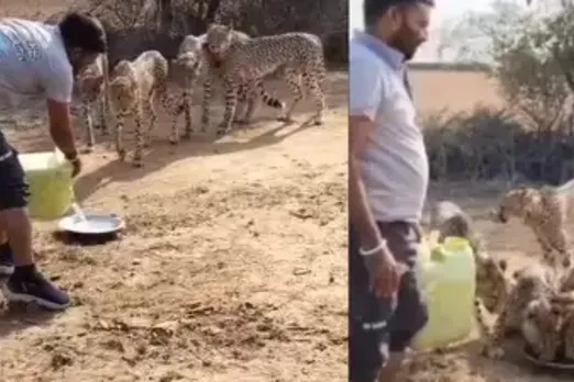 Without any fear villagers in Sheopur offers water to Cheetahs