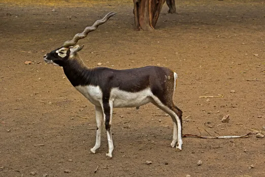 black Buck transfer by helicopter