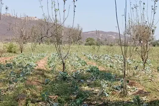 Hailstorm damage to mango and lemon crops in Mandsaur, Madhya Pradesh