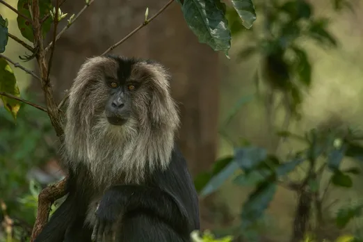 lion-tailed macaque