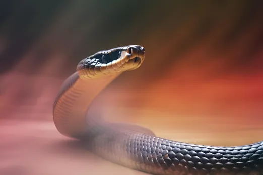 King Cobra in MP