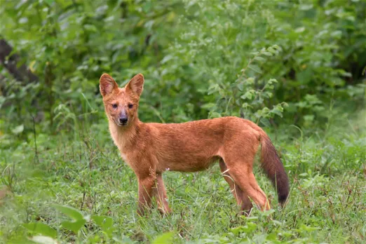 Pack of wild dogs in Bandhavgarh Tiger Reserve, May 2025