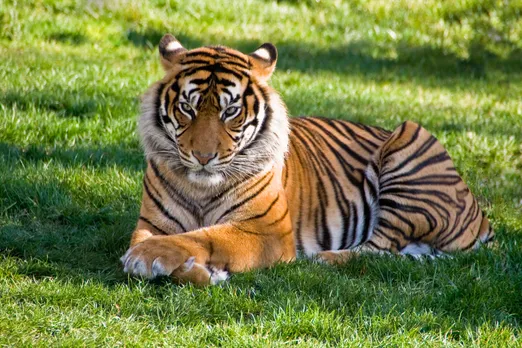 tiger smuggling