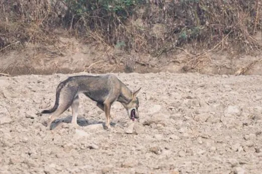 Why a possible Indian Grey Wolf sighting in Delhi after 80 years is important?