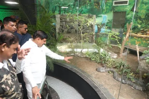 Male and female King Cobras at Indore Zoo enclosure