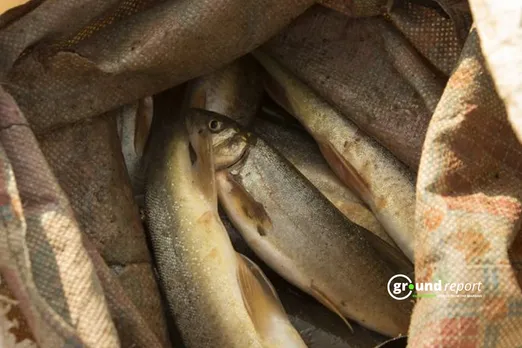 Fishes deaths