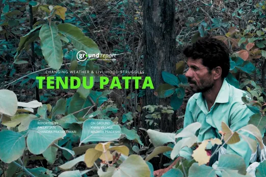 Tendu Patta Collectors in Madhya Pradesh