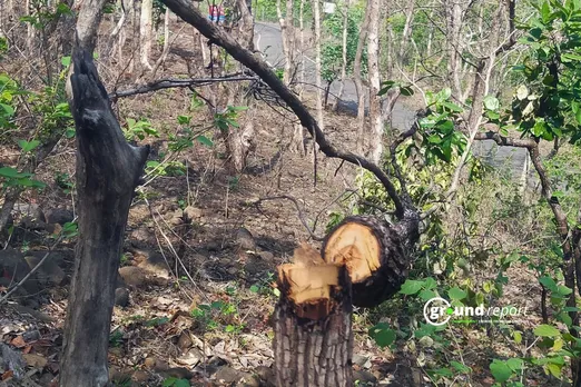 Tree cutting activity observed near protected area in Bhopal