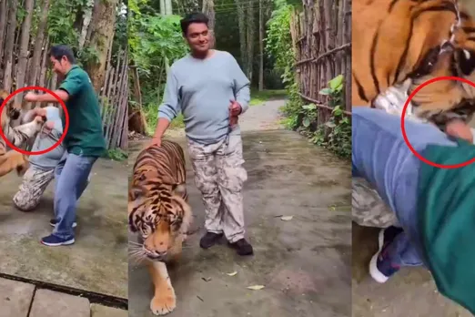 Indian tourist attacked by tiger at Thailand’s Tiger Kingdom