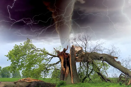 Fallen trees in the Amazon rainforest after a severe thunderstorm