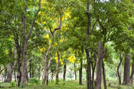 White Sandalwood Farming Begins in Barmer’s Desert Region