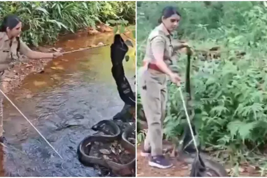 G.S. Roshni King Cobra Rescue