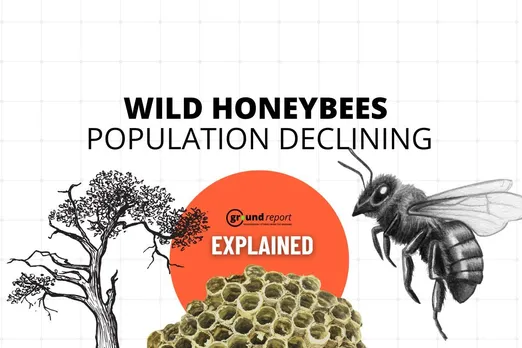 Wild Bee Crisis in India