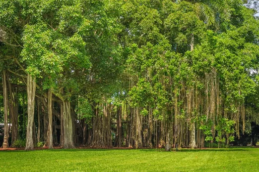 How to build a Nakshatra Vatika, list of tree species to be plante