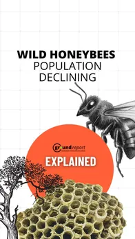 wild honey bees population declining in india