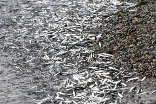 Many fish are social, but pesticides are pushing them apart