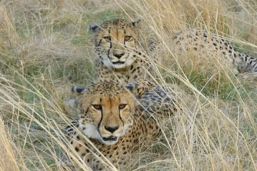Two South African cheetahs (Prabhav and Pavak) settled in Gandhi Sagar Sanctuary