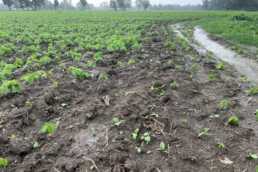 Madhya Pradesh Sees 47% More Rainfall Than Normal This Season