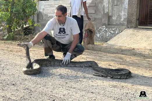 Massive 10-Foot Python Rescued from Agra Residential Complex