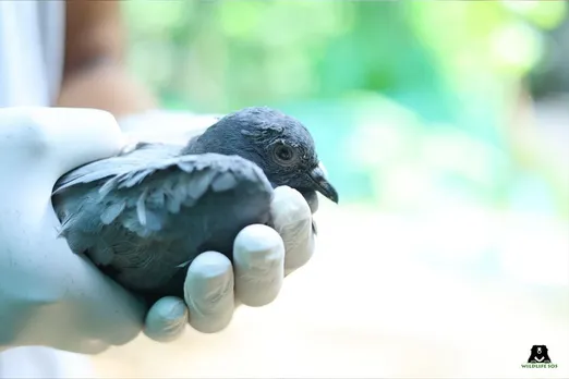 Severe Heatwave in North India Wildlife SOS Boosts Rescue Efforts