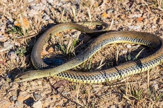 Montpellier snake (Malpolon monspessulanus), 