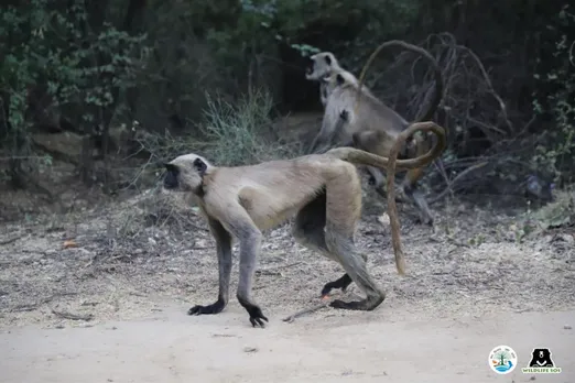 The grey langur is protected under Schedule II of the Wildlife (Protection) Act