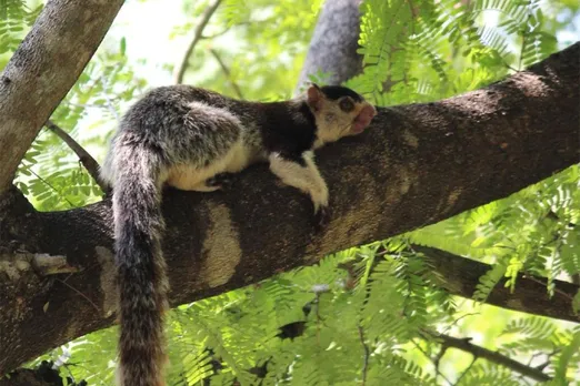 Climate crisis threatens rainforest biodiversity hotspots