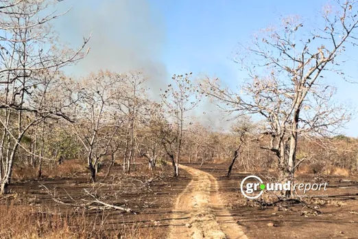 Dry forest Madhya Pradesh