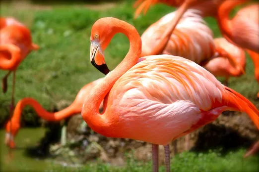 flamingo by pixabay