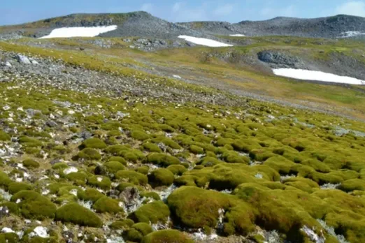 Antarctica is turning green123456