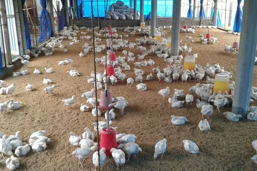 Study finds alarming levels of antibiotic resistance in poultry farms