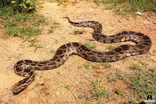 15-foot Python rescued in Agra after itense wildlife SOS operation