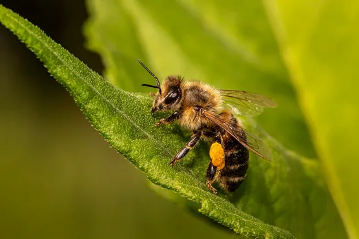 bee-6518669_1280.jpg