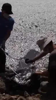 fish removal