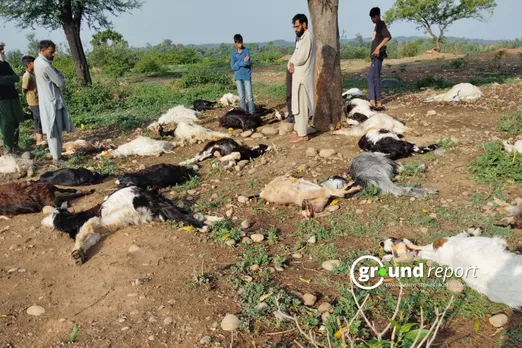 In Jammu, lightning strikes kill livestock, compensation not adequate say shepherds
