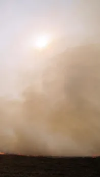 Pollution Threaten India Crops and Public Health221