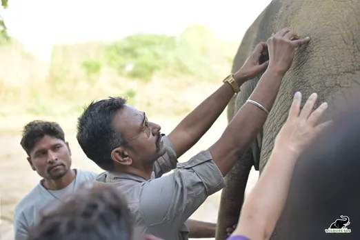 The in-house veterinary team of Wildlife SOS, under the guidance of Dr. Rungsri, performed Indias first elephant acupuncture therapy on Bani.