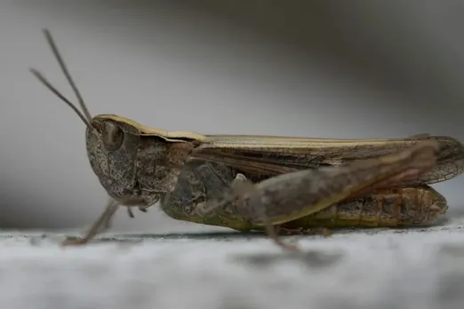 Research has shown that crickets exposed to 70 decibels of noise were 35 percent less likely to survive to adulthood than crickets found in quieter environments