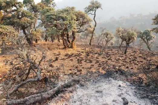 Africa forest fire