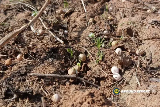 Niwari, MP: Hailstorm destroyed crops being fed to cattle, debt on farmers to rise