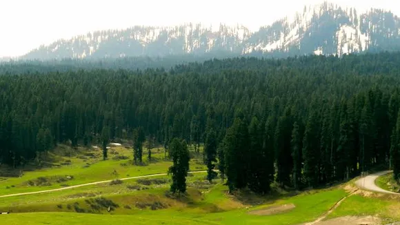 Forest cover in J&K increases by 624 Sq Kms between 2015-19