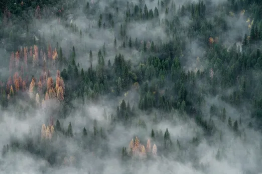 78% increase in environmental crimes in 2020: NCRB report  