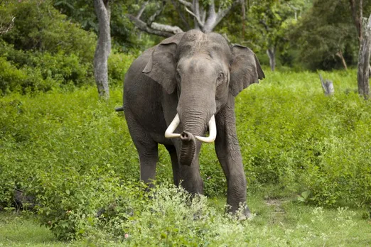 Asian male elephants
