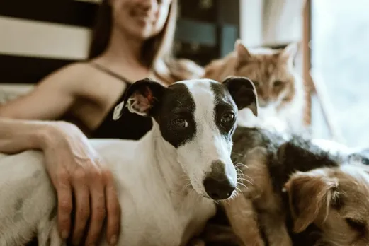Humans made pets sick
