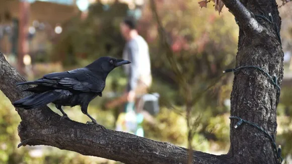 Startup crows to pick cigarette butts in Sweden