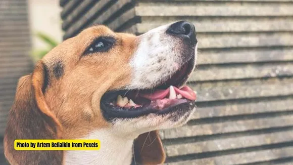 Animal Birth Control Rules for street dog, A complete story