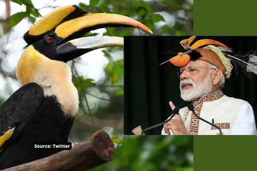 nagaland hornbill bird cruelty video