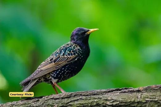 Infrastructure, and climate change linked to huge migratory bird declines